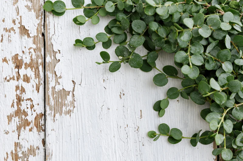 Eucalyptus branches with small oval leaves arranged along a weathered white wooden surface