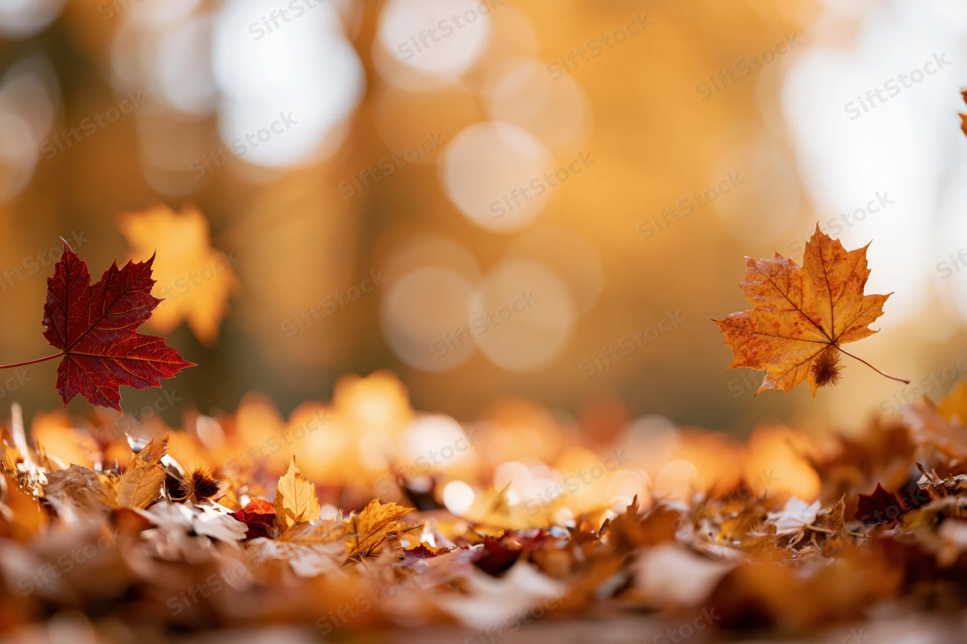 Maple leaves floating and fallen on ground covered in autumn foliage with bokeh background