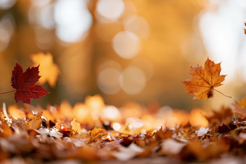 Maple leaves floating and fallen on ground covered in autumn foliage with bokeh background