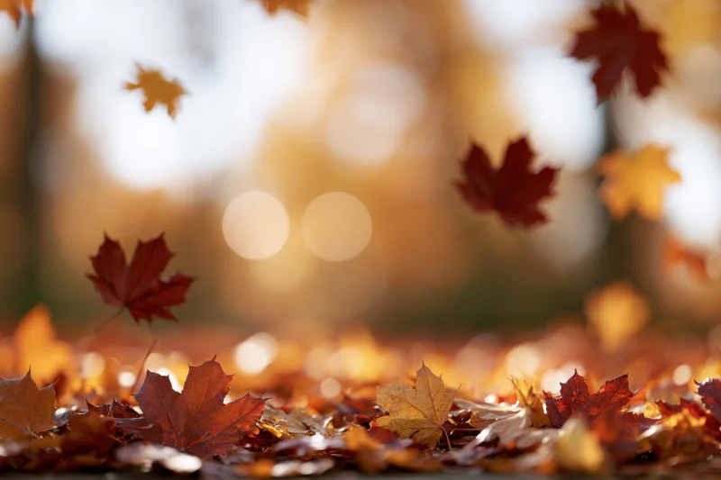 Maple leaves floating and falling over a carpet of autumn foliage on the ground
