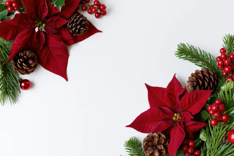 Red poinsettia and pine branch arrangement in corner border on white background