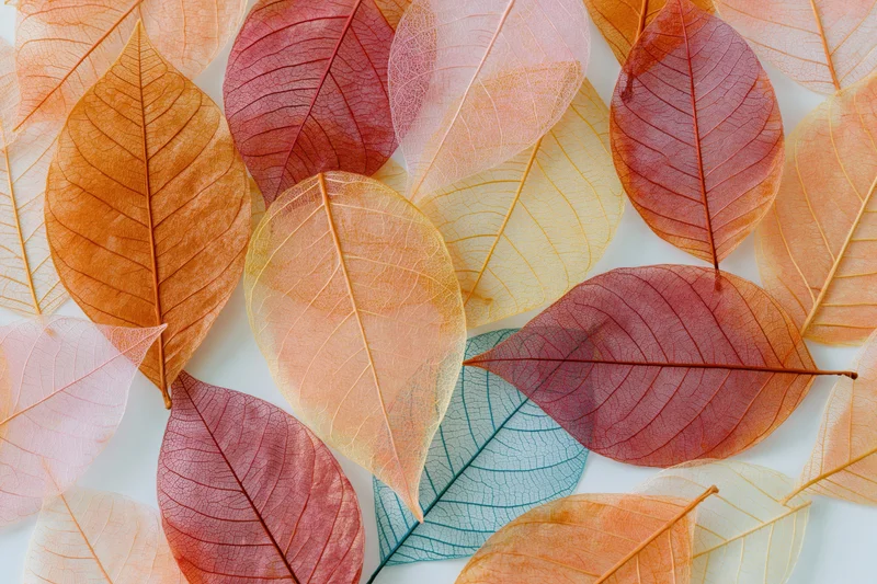 Translucent skeleton leaves arranged in overlapping flat lay on white background