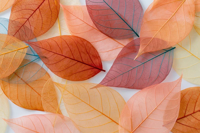 Translucent skeleton leaves arranged in overlapping flat lay on white surface
