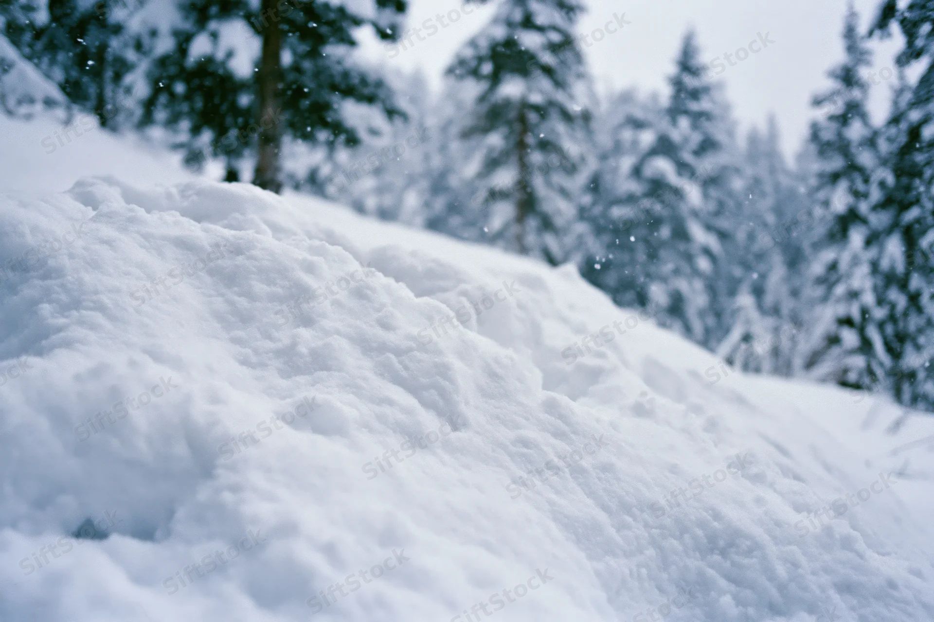 Snow drifts in a quiet winter forest with snow-covered pine trees in the background