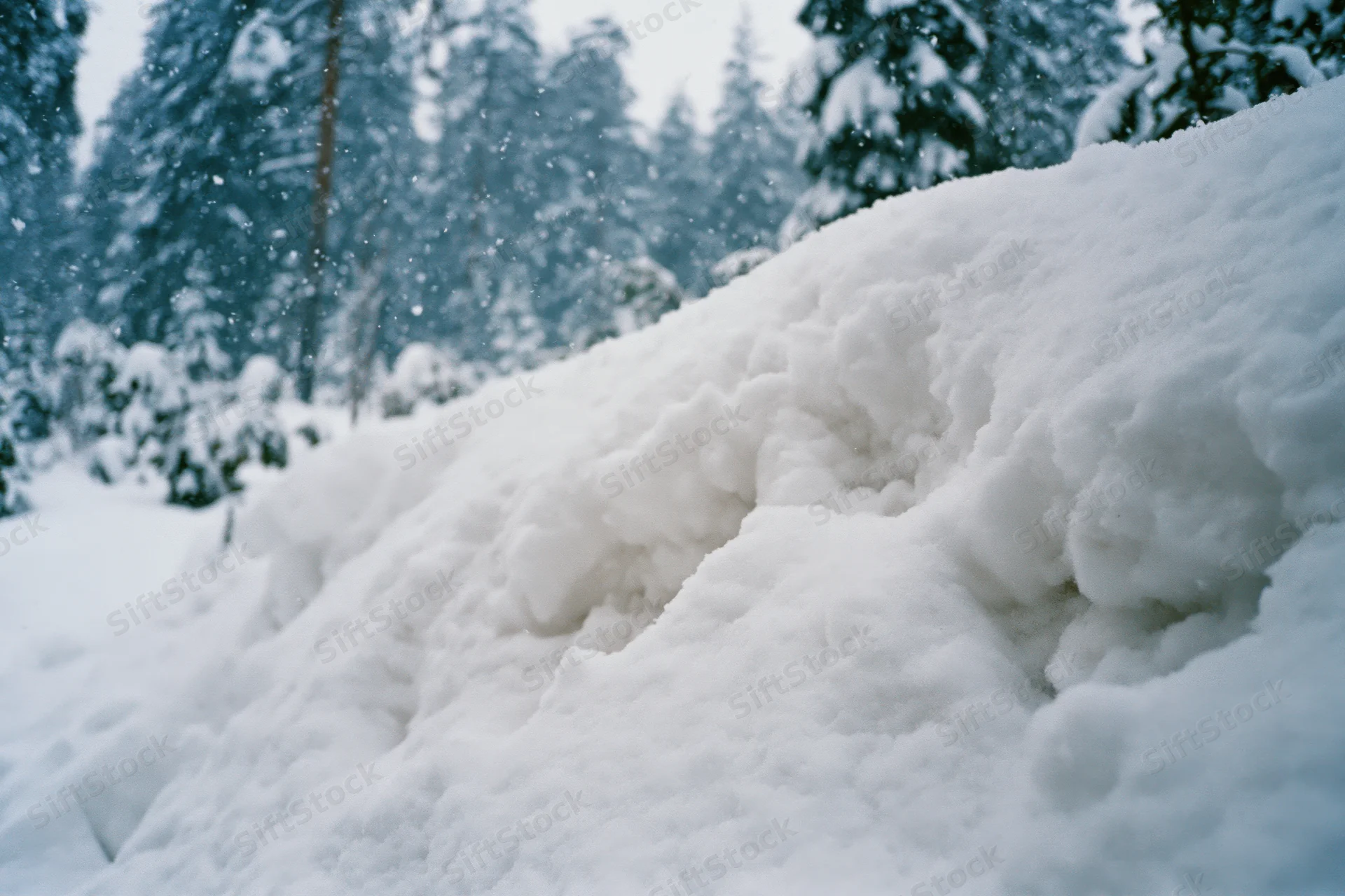 Snow drift in a quiet winter forest with snowfall and snow-covered pine trees