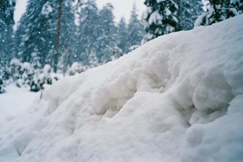 Snow drift in a quiet winter forest with snowfall and snow-covered pine trees