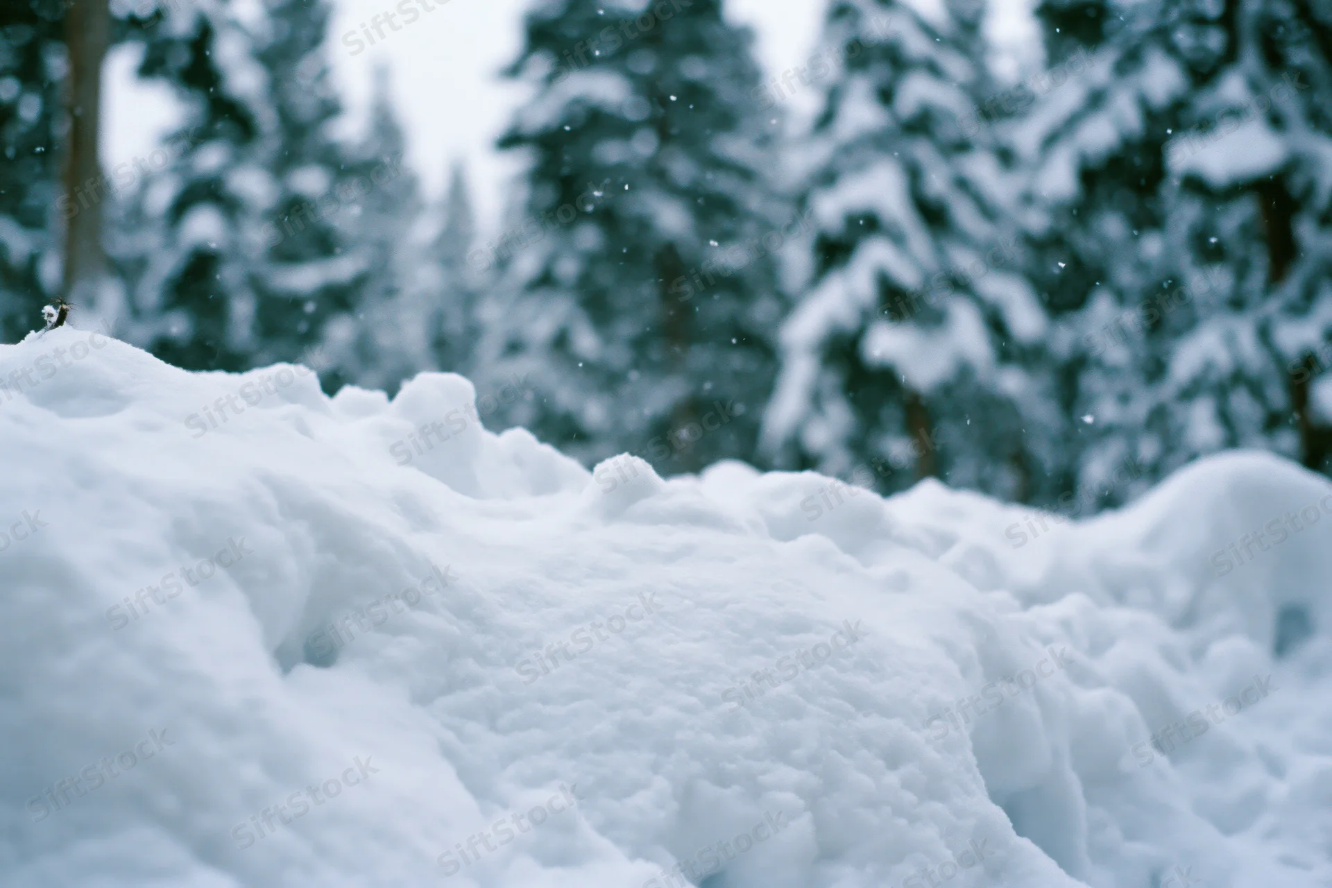 Snow drifts in the foreground of a quiet winter forest with snow-covered pine trees in the background