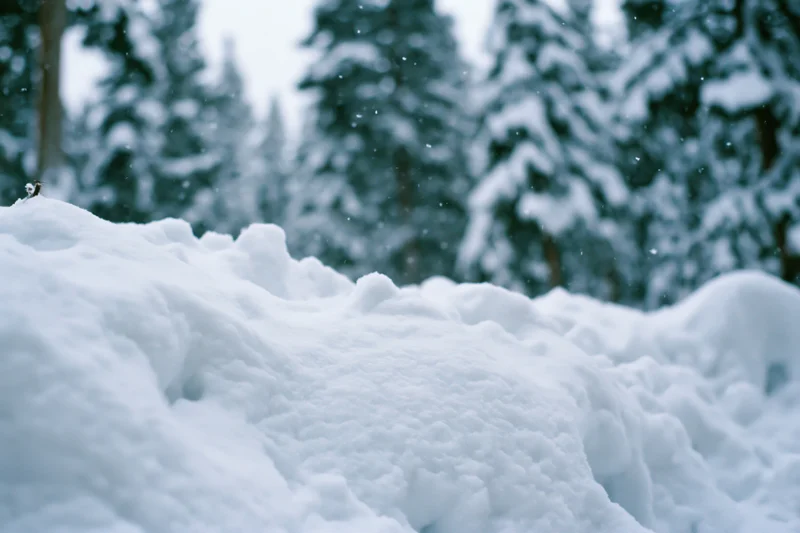 Snow drifts in the foreground of a quiet winter forest with snow-covered pine trees in the background