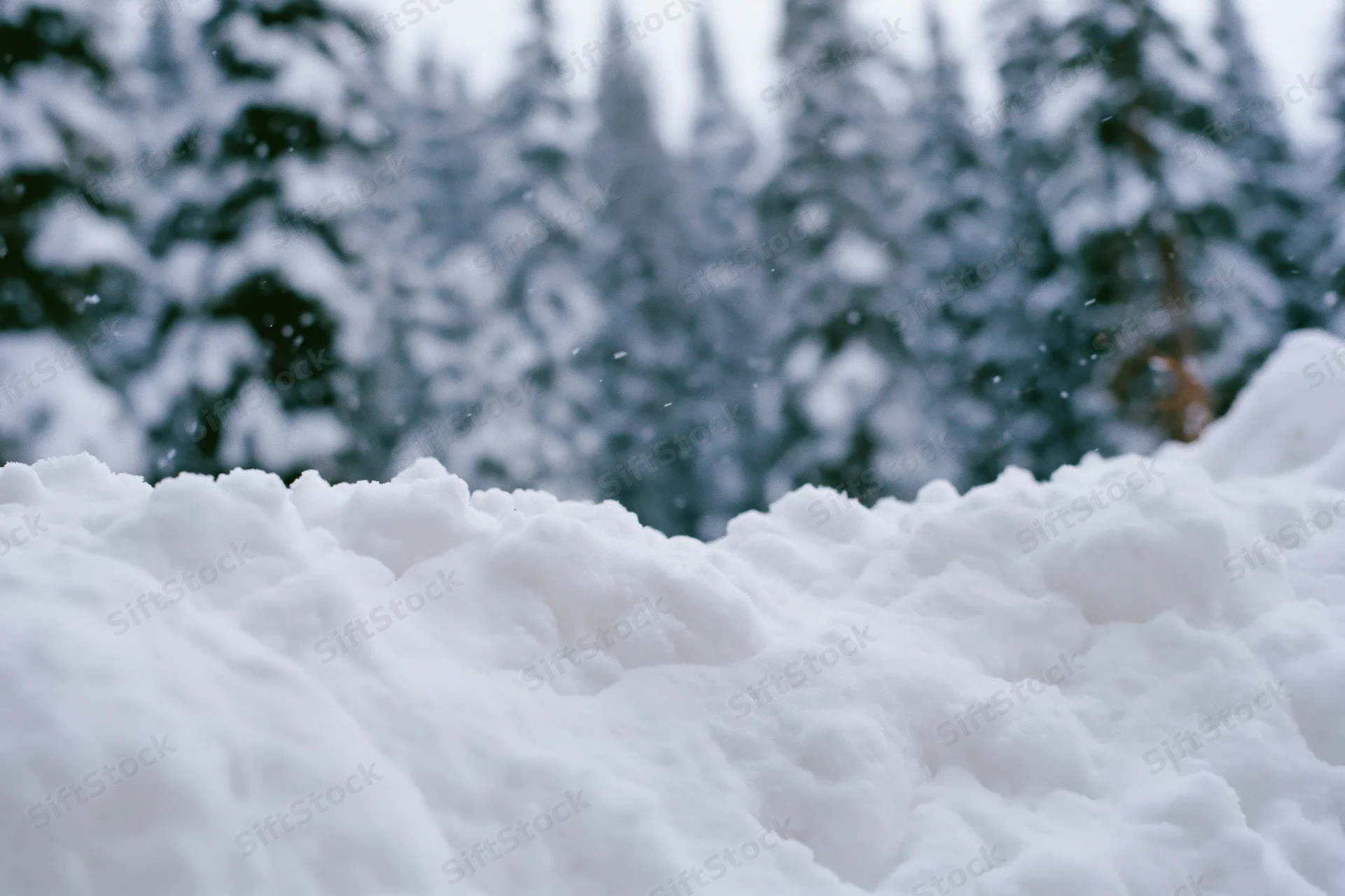 Snow drifts in the foreground of a quiet winter forest with snow-covered pine trees in the background