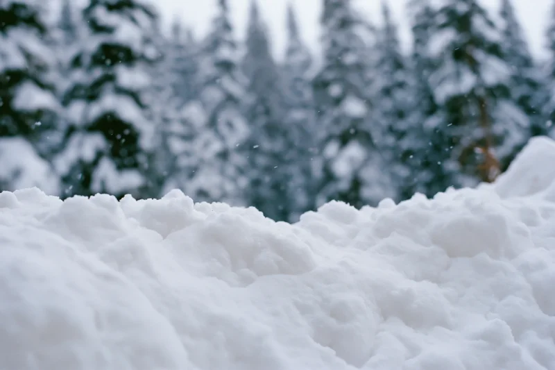 Snow drifts in the foreground of a quiet winter forest with snow-covered pine trees in the background