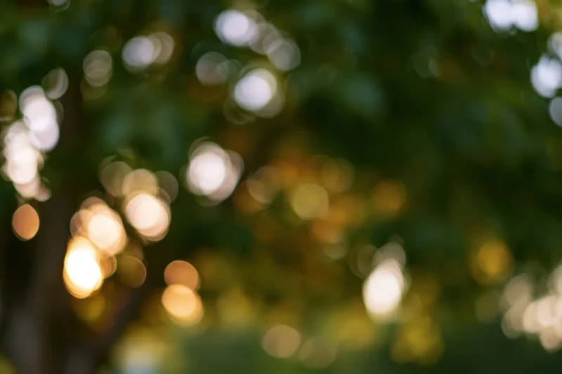 Defocused outdoor trees and foliage with bokeh light circles in natural setting
