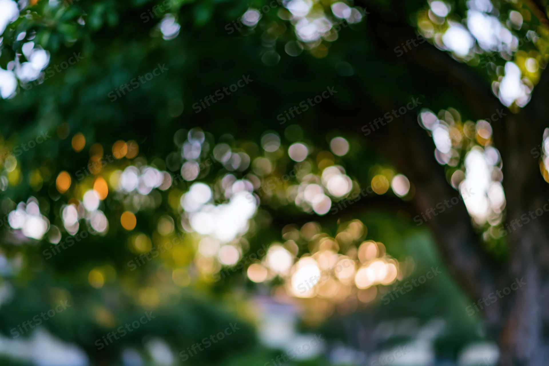 Defocused outdoor trees and foliage with bokeh light effects in natural setting
