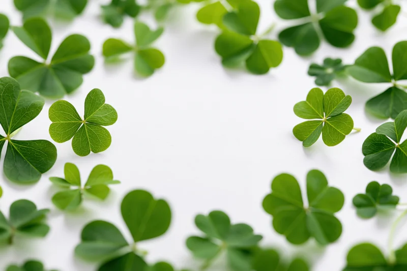Green clover and shamrock leaves scattered around the edges of a white surface forming a frame with copyspace in center