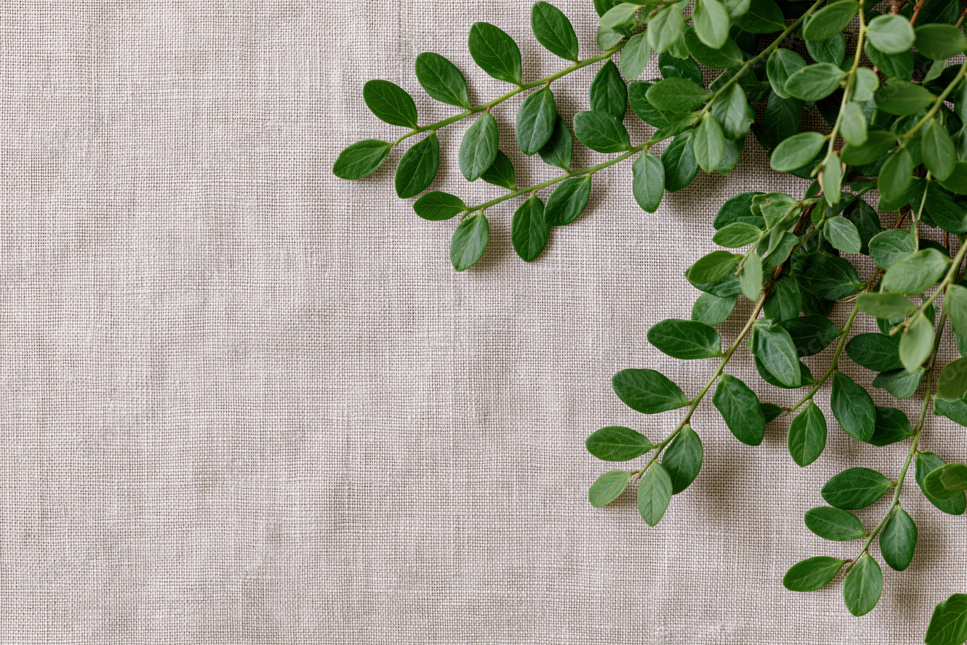 Green leafy branches with small oval leaves arranged on a beige linen fabric background