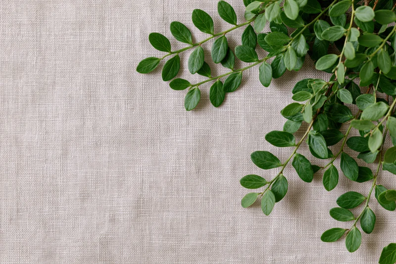 Green leafy branches with small oval leaves arranged on a beige linen fabric background