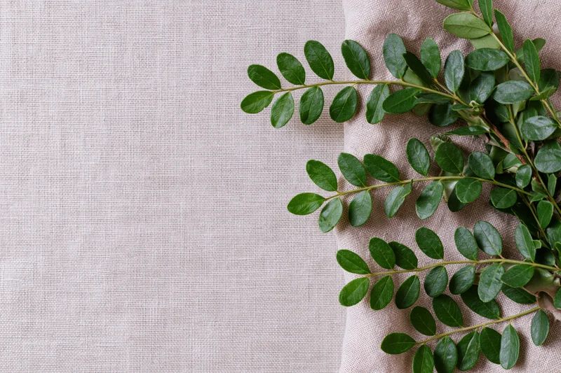 Green leafy branches with small oval leaves arranged on a textured fabric surface