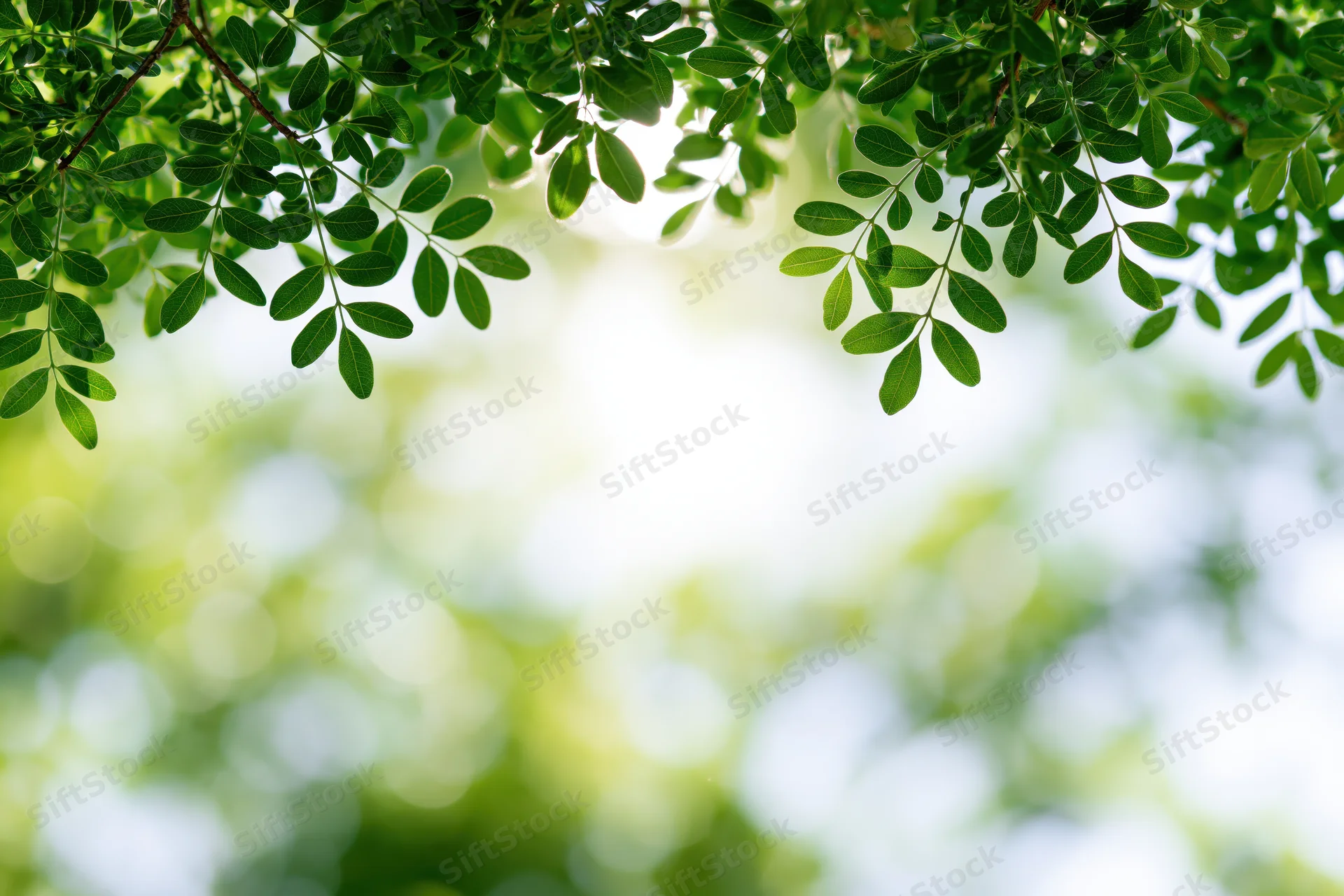 Green tree branches with small oval leaves framing the top of the image against a blurred natural background