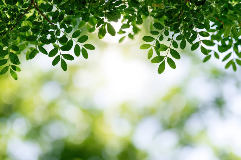 Green tree branches with small oval leaves framing the top of the image against a blurred natural background