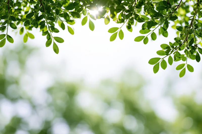Green tree branches with small oval leaves framing the top of the image against a bright sky with bokeh background