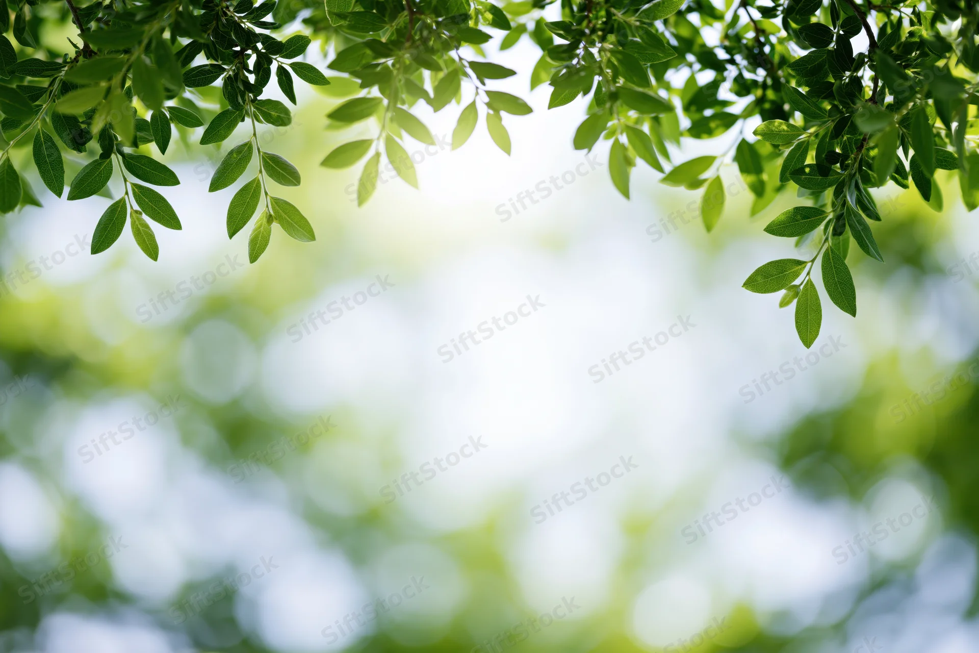 Green tree branches with small oval leaves framing the top of the image against a blurred natural background