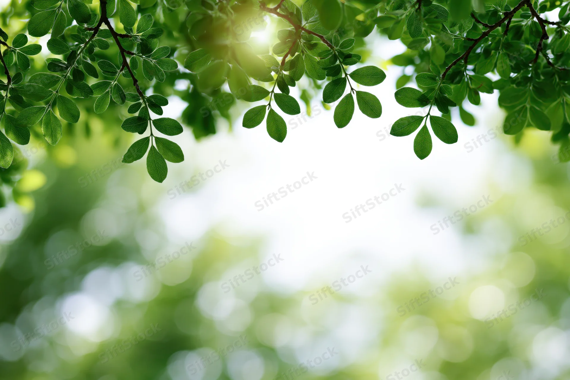 Green tree branches with small oval leaves framing the top of the image against a bright blurred background