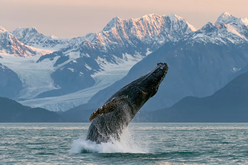 Humpback whale breaching from calm glacial fjord water with snow-capped mountains in background