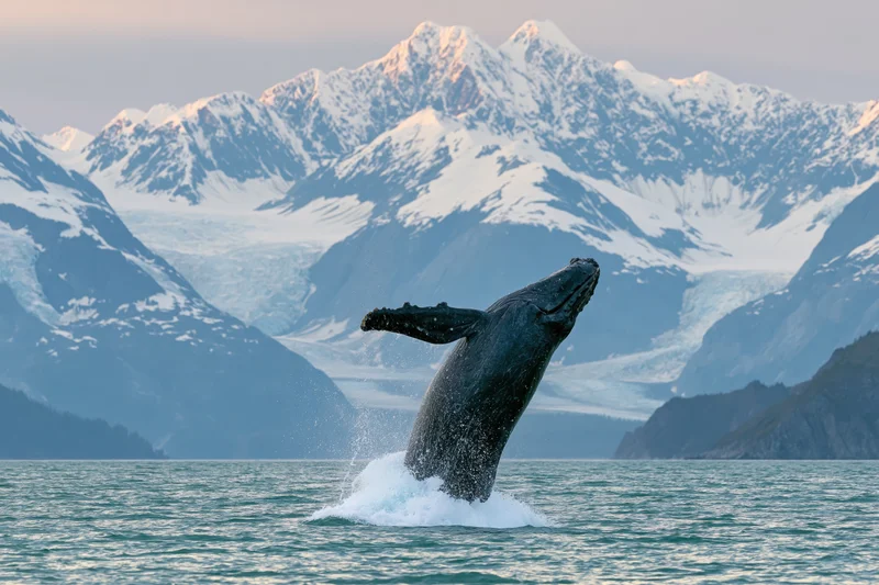 Humpback whale breaching from calm glacial fjord water with snow-capped mountains in background