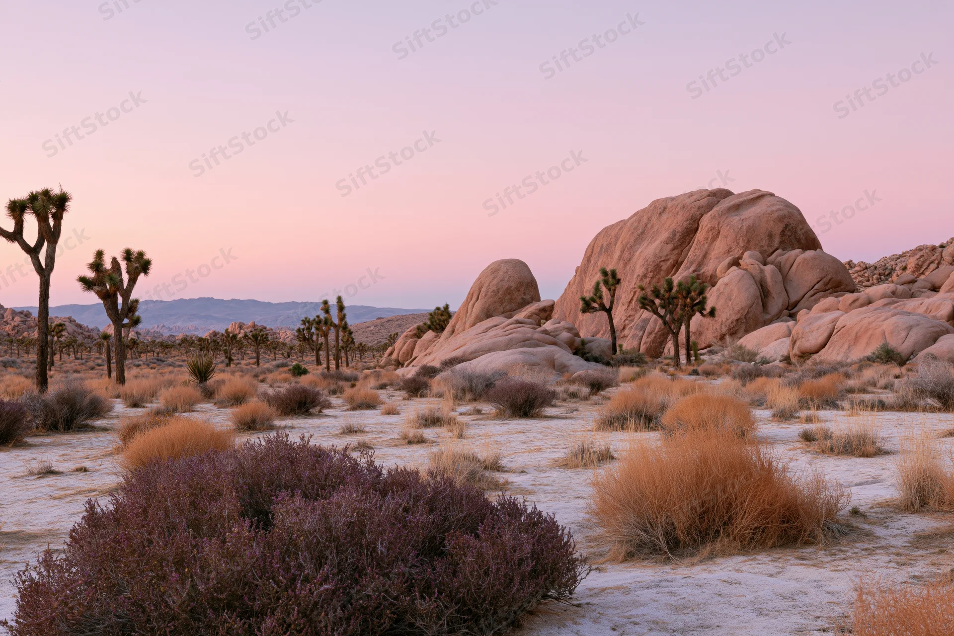 Joshua trees and rock formations in desert landscape at dusk in national park
