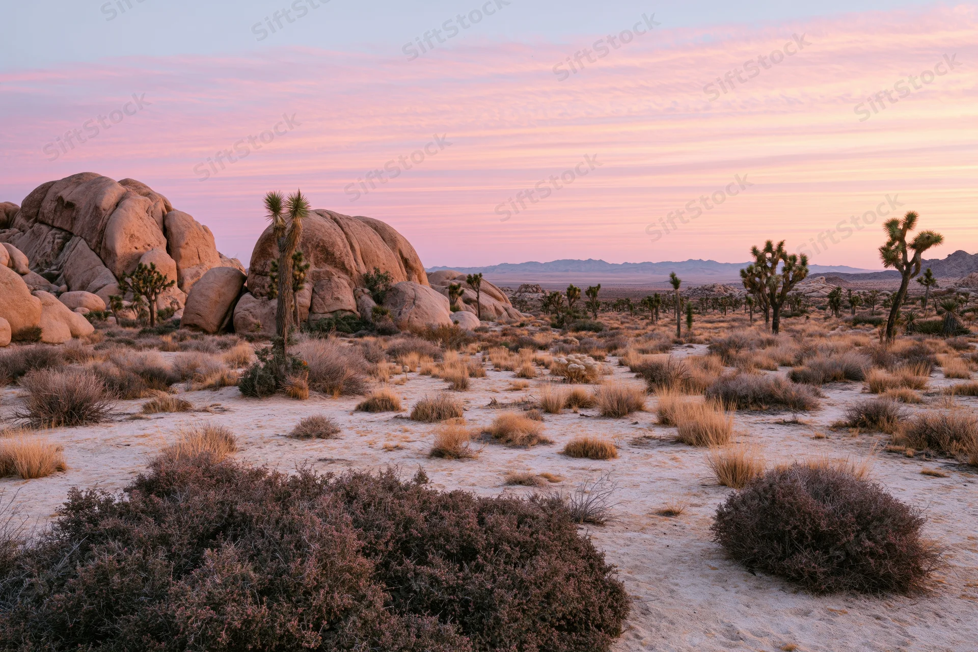 Joshua trees and rock formations in desert landscape at dusk in joshua tree national park