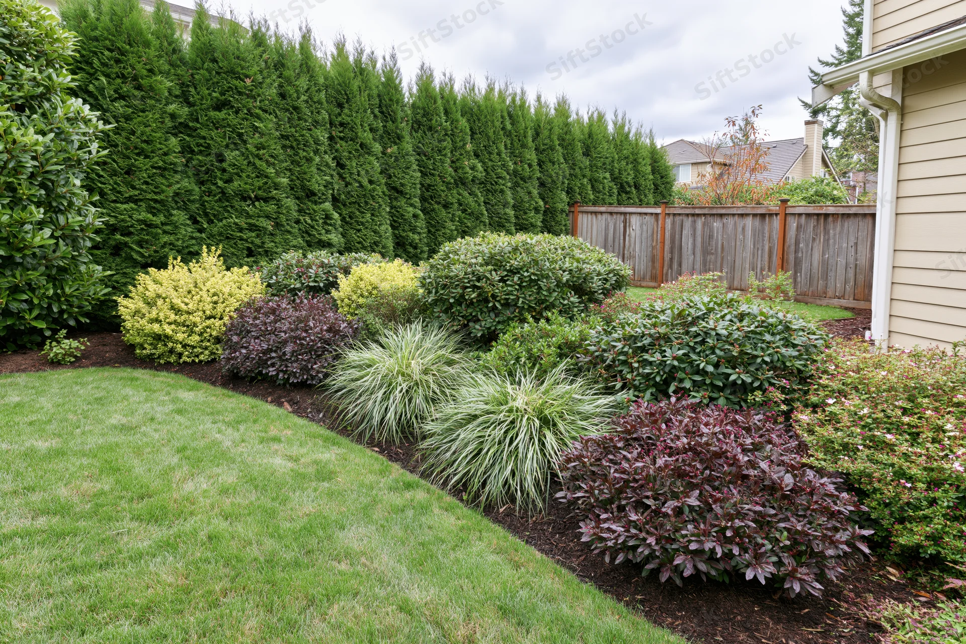Landscaped suburban backyard with manicured green lawn and shrub border along house exterior