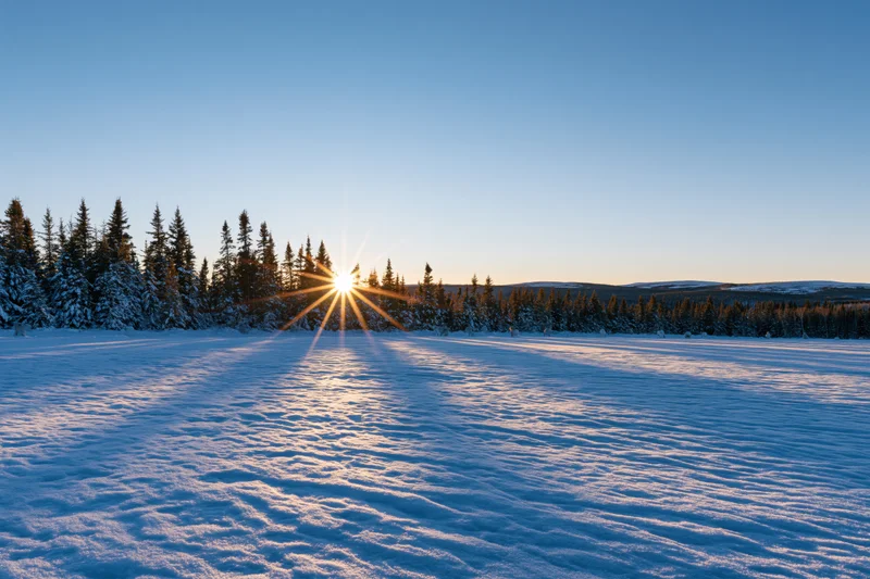 Low winter sun setting over snow-covered spruce forest in a vast open field
