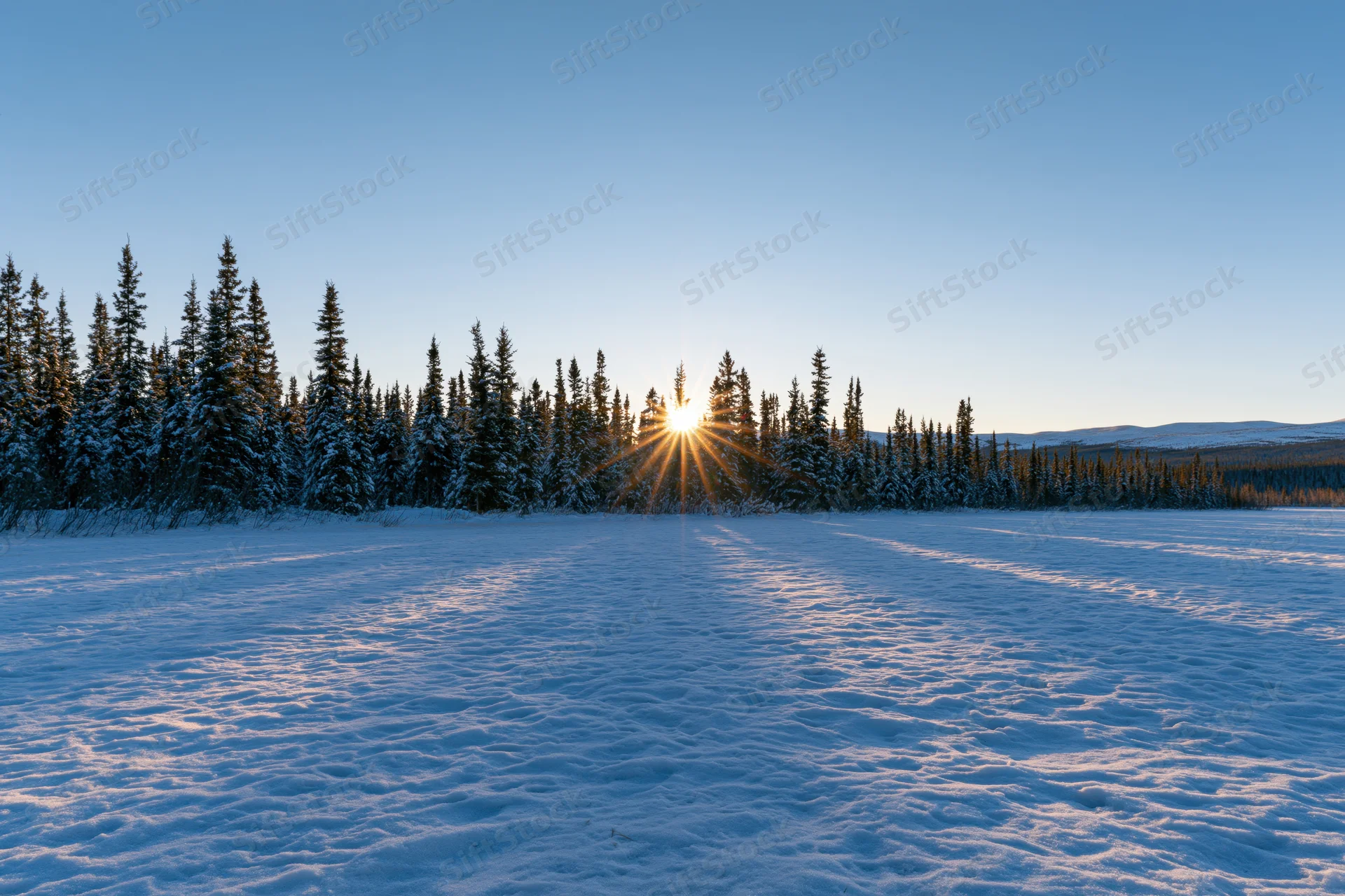Low winter sun setting behind snow-covered spruce forest in open snowy field