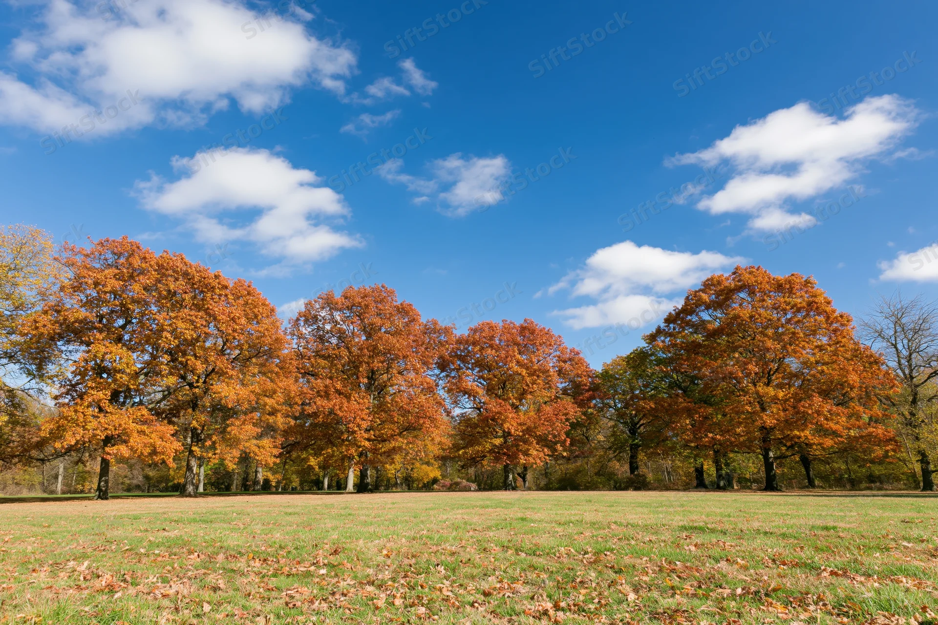 Mature deciduous trees in peak autumn color lining the edge of a grassy field under a blue sky with scattered clouds