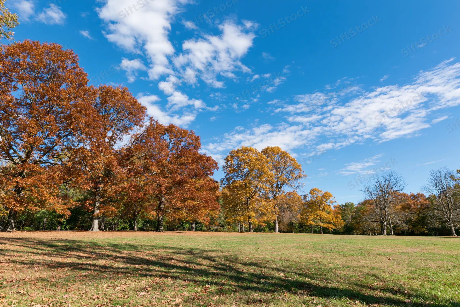 Mature deciduous trees in peak autumn color lining the edge of a grassy field under a blue sky with scattered clouds