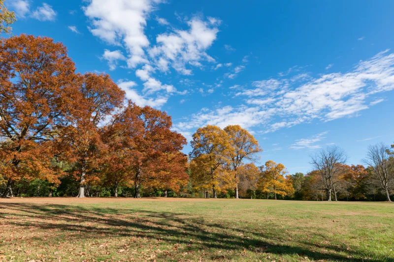 Mature deciduous trees in peak autumn color lining the edge of a grassy field under a blue sky with scattered clouds