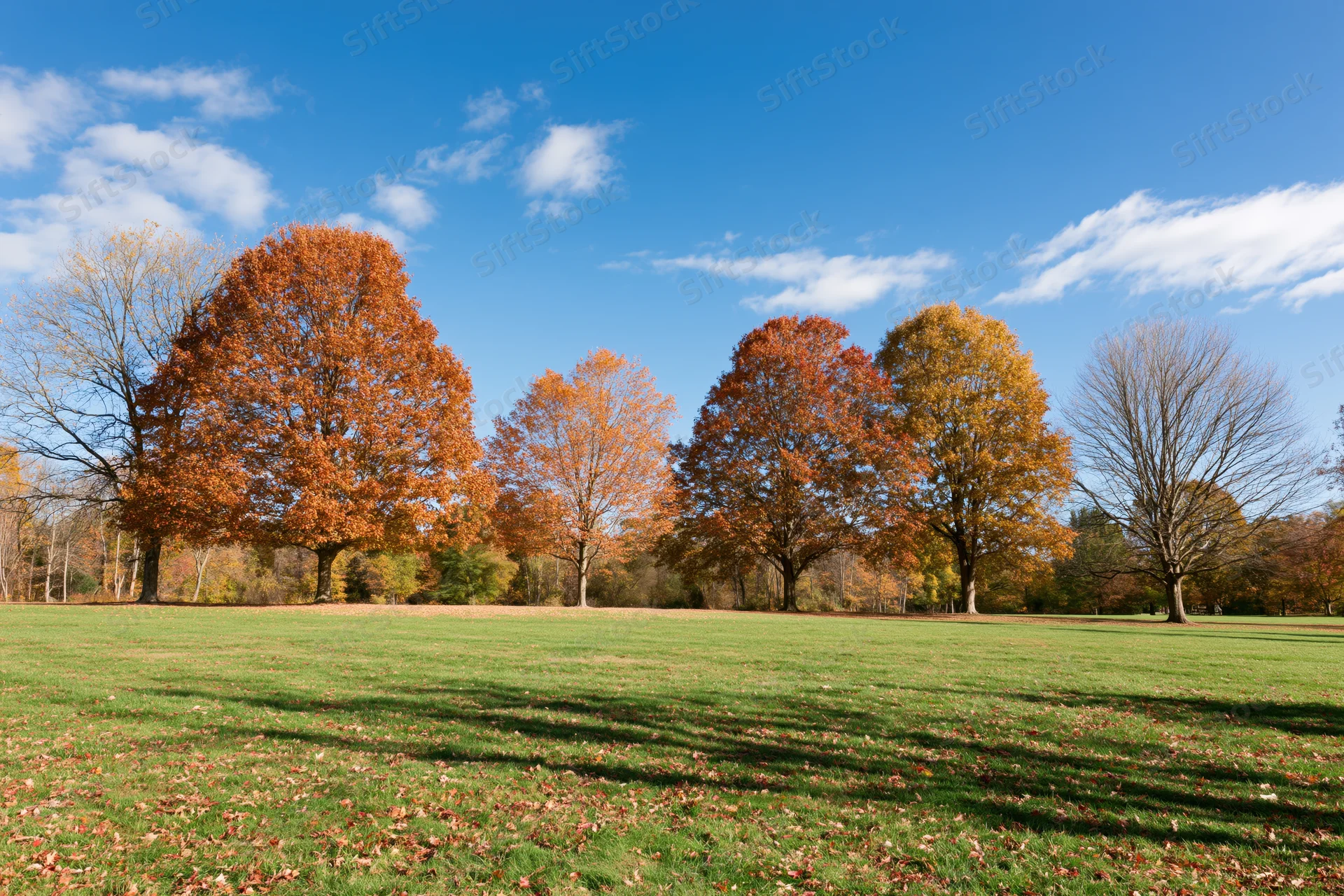 Mature deciduous trees in peak autumn color lining the edge of a grassy field under a blue sky with scattered clouds