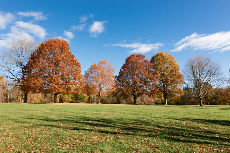 Mature deciduous trees in peak autumn color lining the edge of a grassy field under a blue sky with scattered clouds
