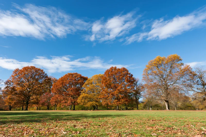 Mature deciduous trees in peak autumn color lining the edge of a grassy field under a clear blue sky