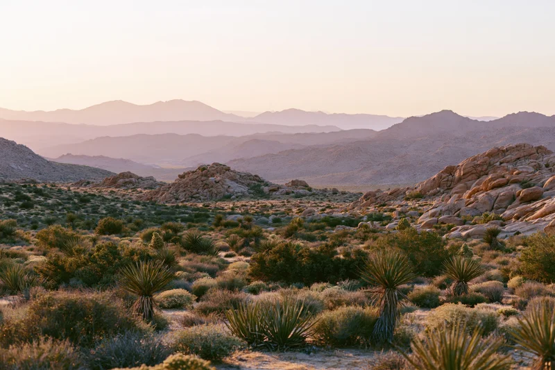Mojave desert landscape at golden hour with yucca plants and distant mountains
