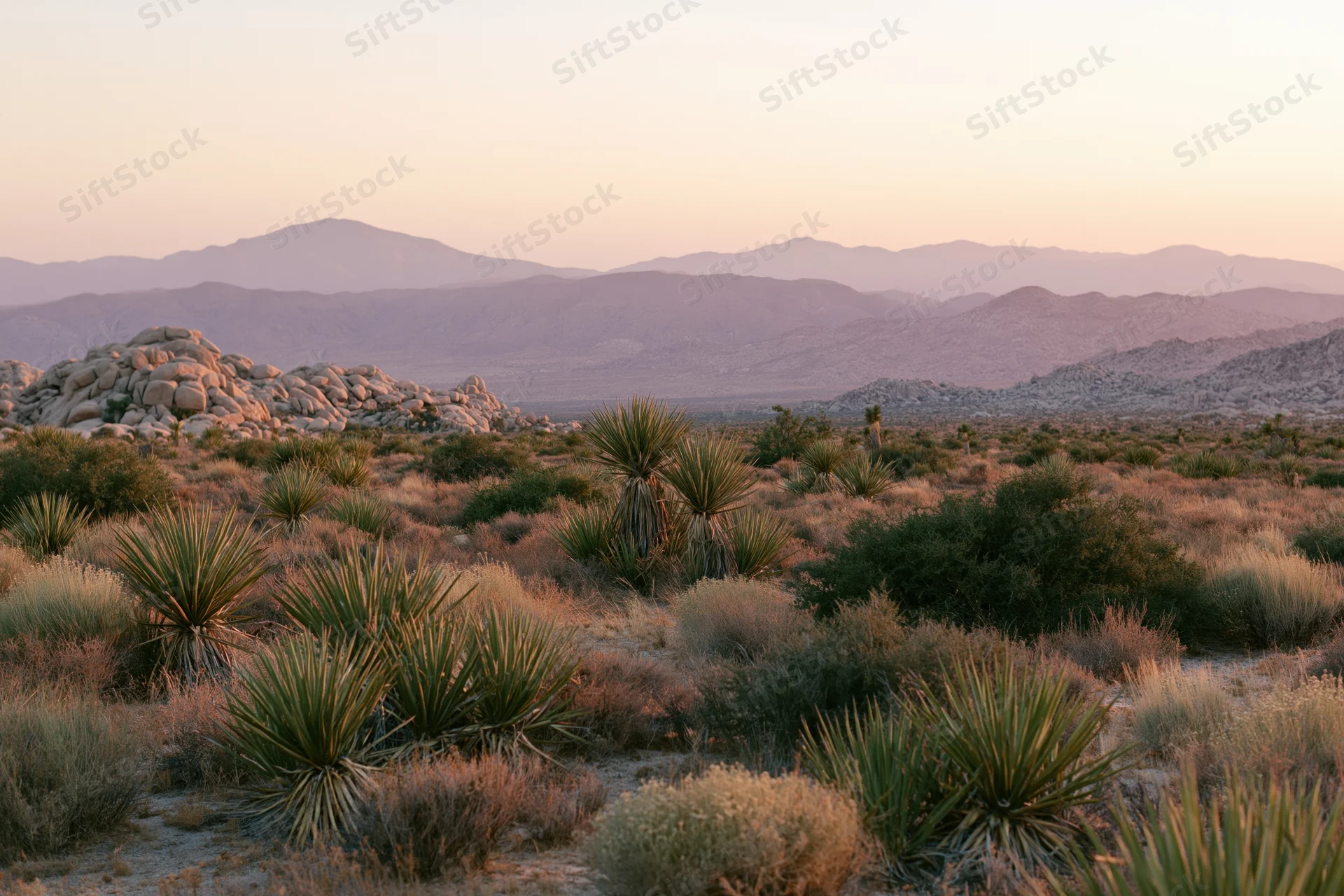 Mojave desert landscape at golden hour with yucca plants and distant mountains under warm sky
