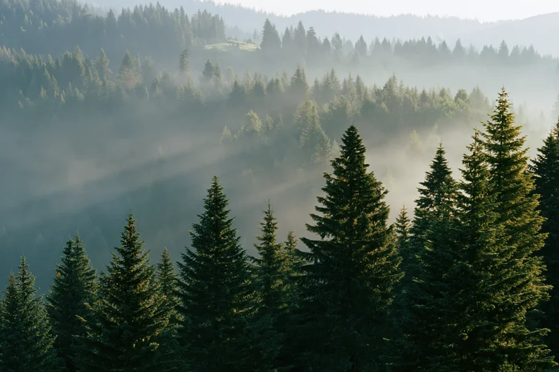 Morning mist drifting through dense spruce forest in mountain valley