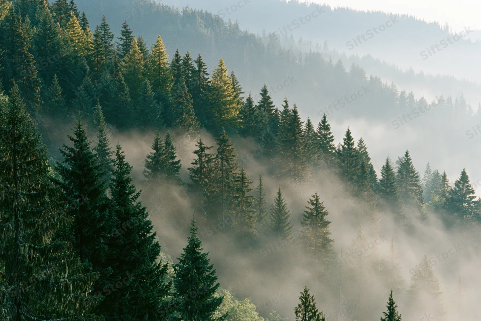 Morning mist drifting through dense spruce forest on mountain slopes