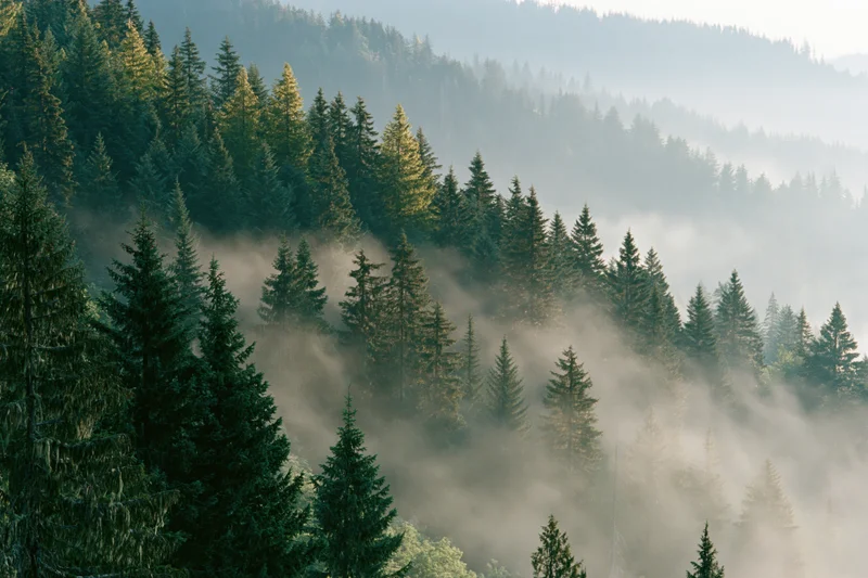 Morning mist drifting through dense spruce forest on mountain slopes