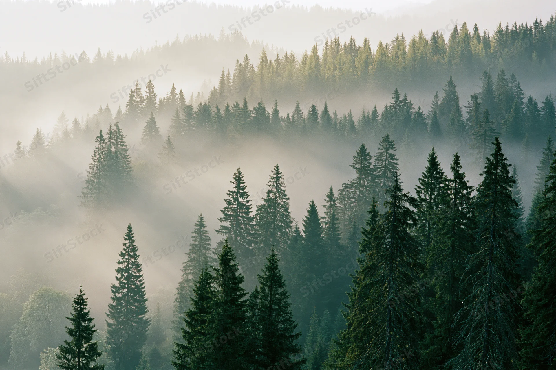 Morning mist drifting through dense spruce forest on mountain slopes