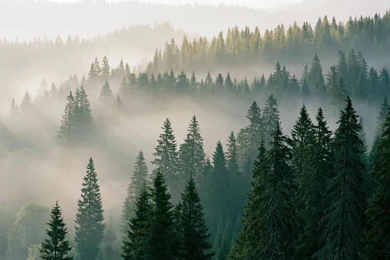 Morning mist drifting through dense spruce forest on mountain slopes