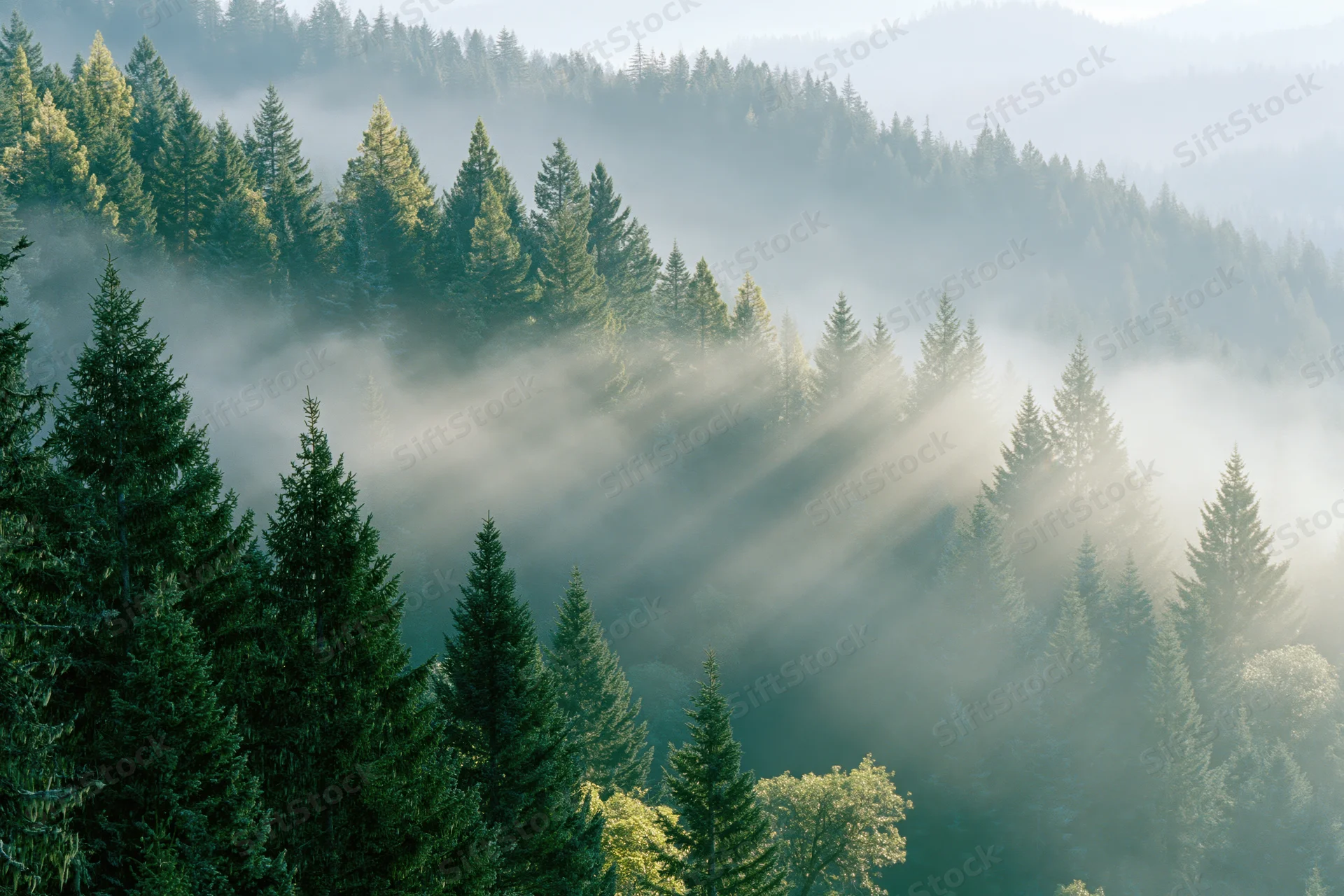 Morning mist drifting through dense spruce forest on mountain slopes