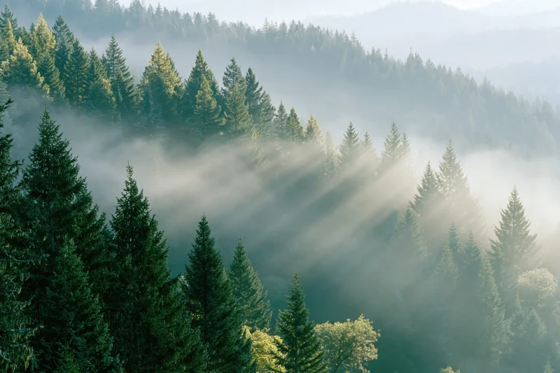 Morning mist drifting through dense spruce forest on mountain slopes