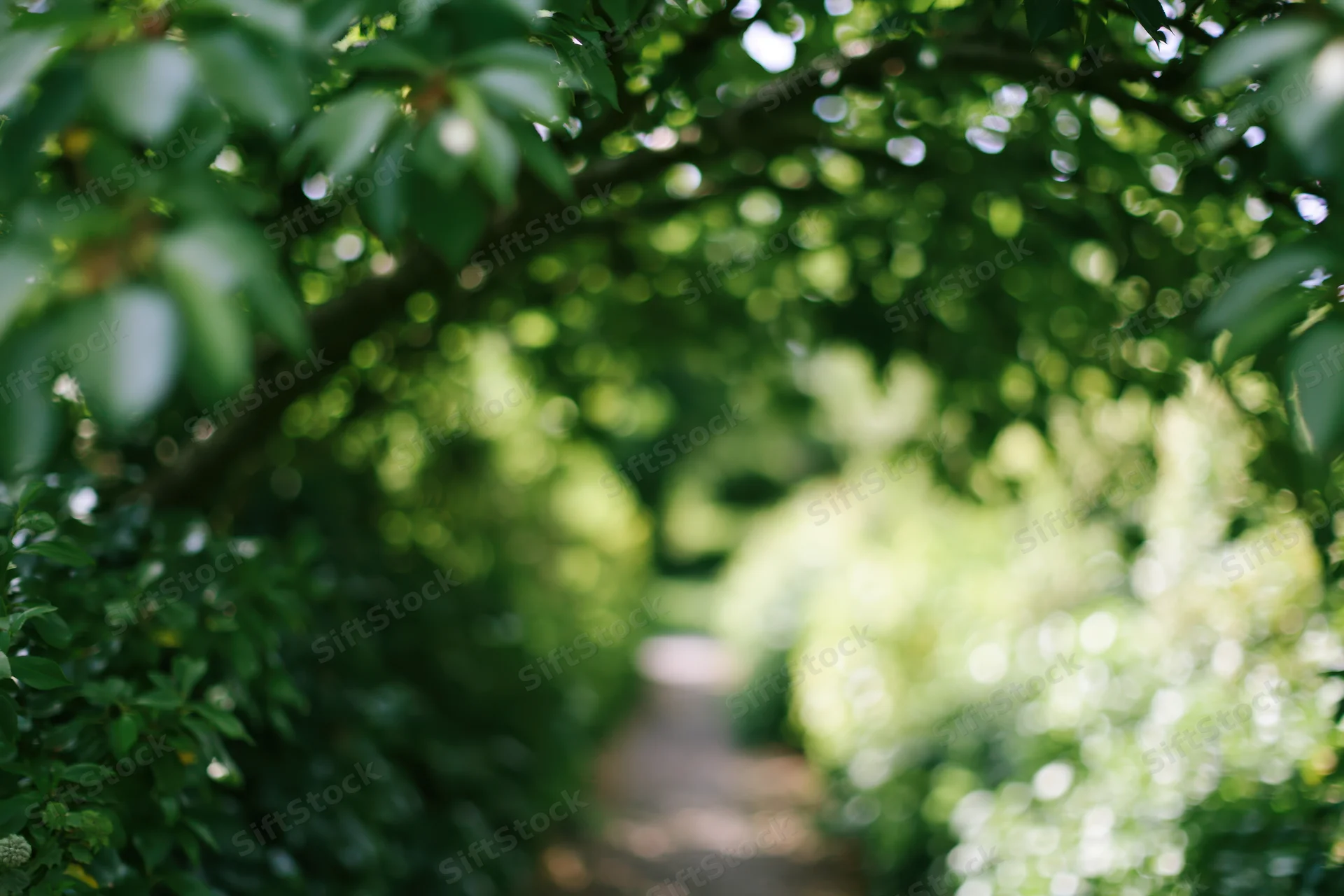 Narrow garden path receding into distance flanked by dense green foliage and trees