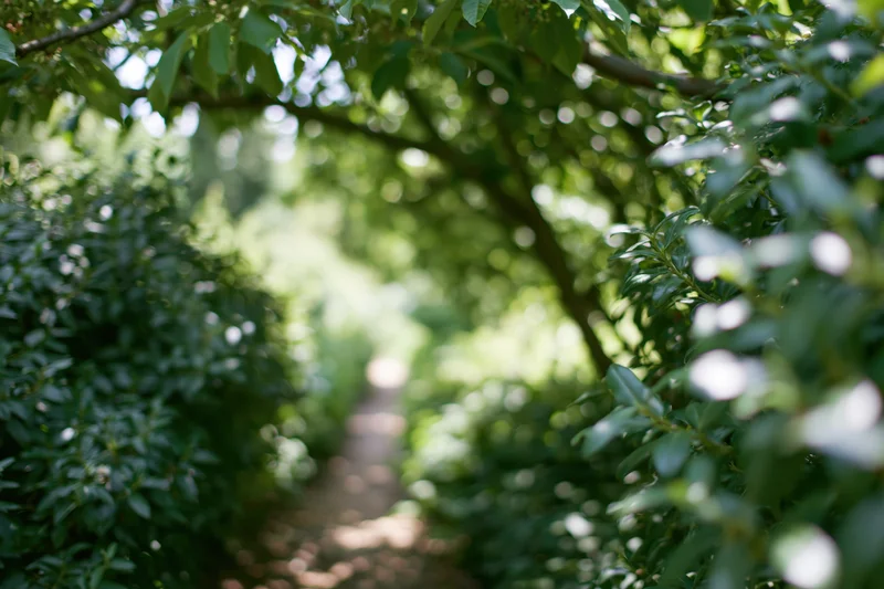 Narrow garden path receding into distance flanked by dense green foliage and trees