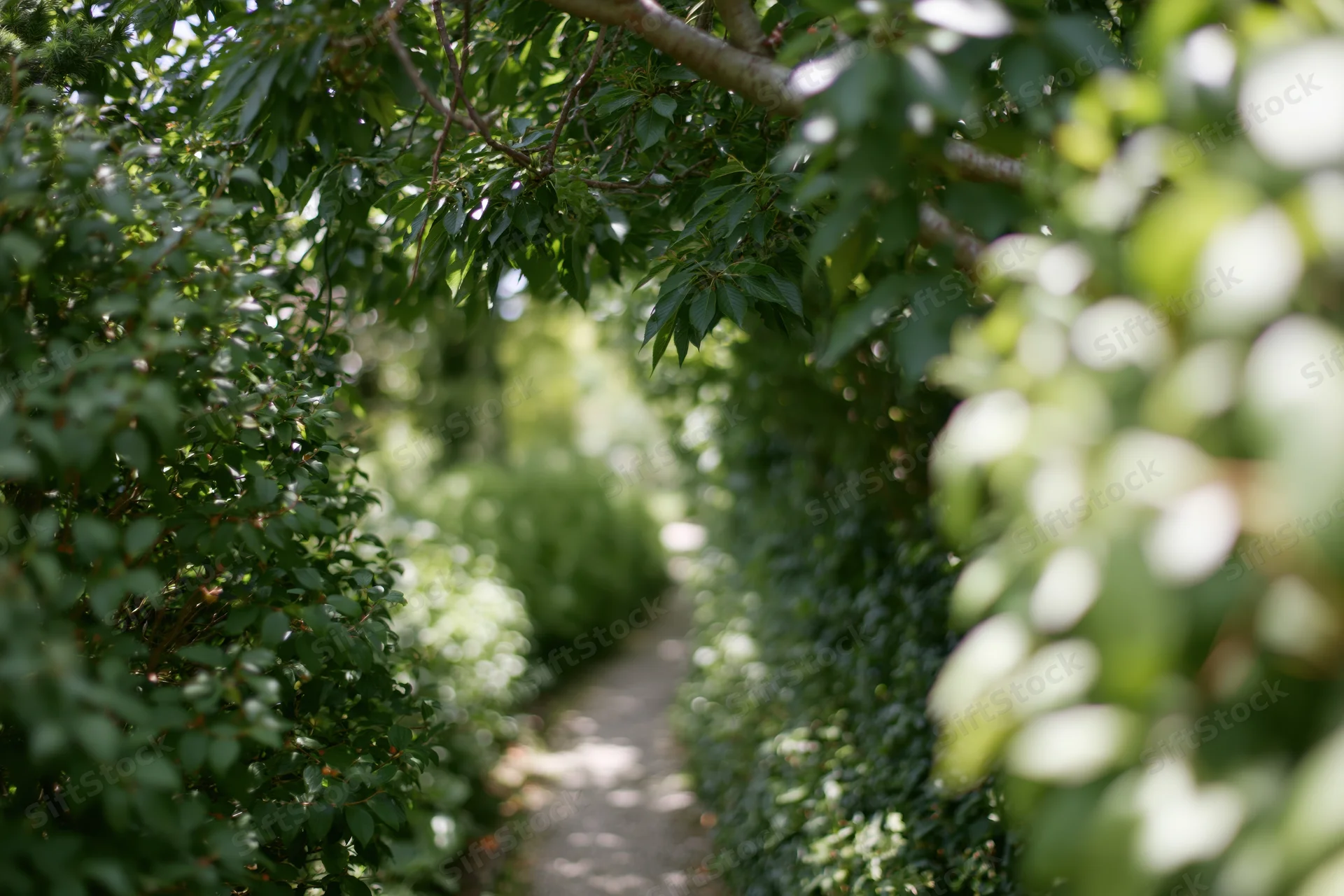Narrow garden path receding into distance flanked by dense green foliage and hedges